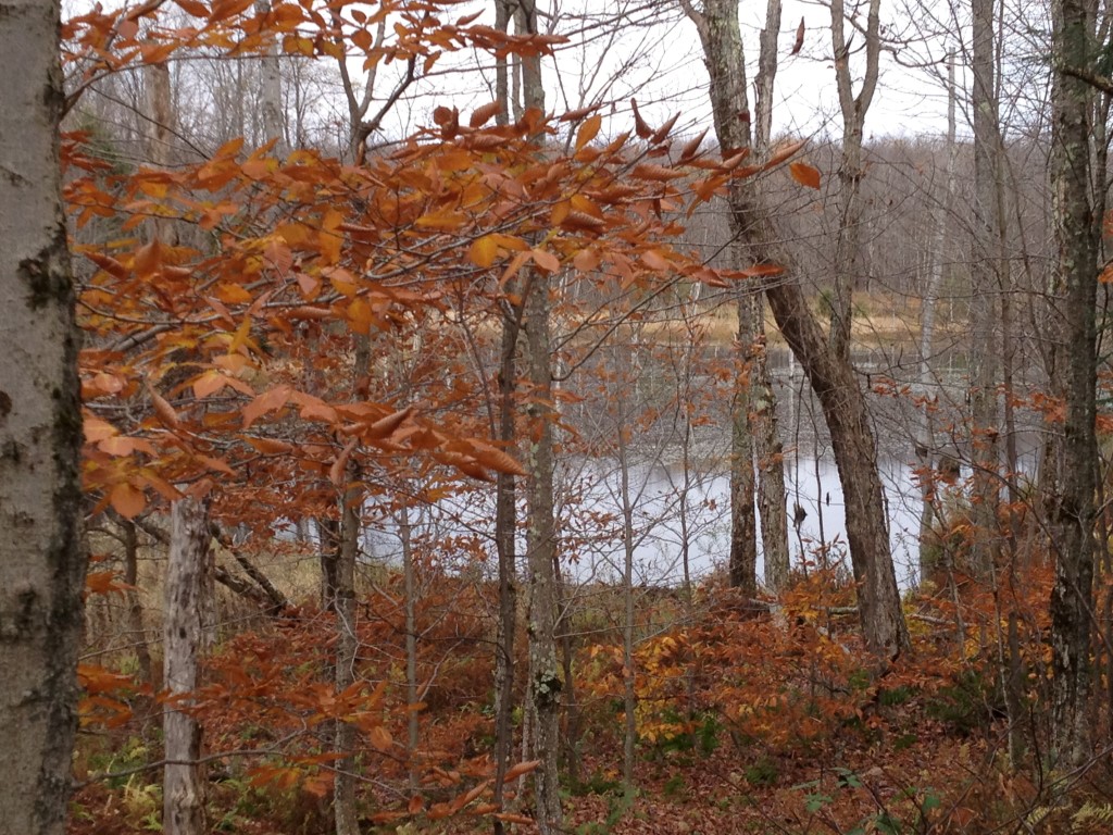 Hunting Land Limestone Ridge Properties